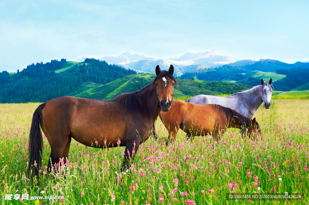 草原上的骏马