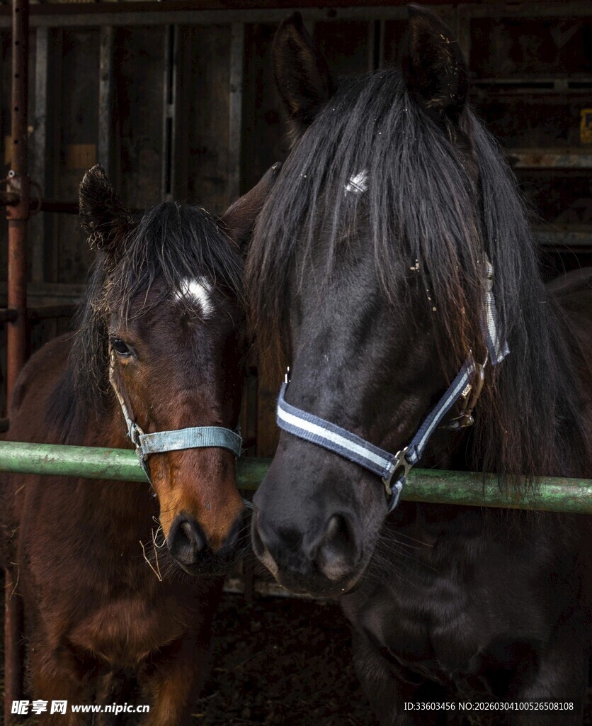 亲密依偎的两匹马