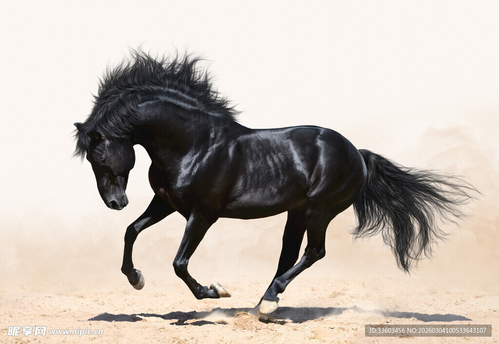 黑色骏马奔腾于旷野