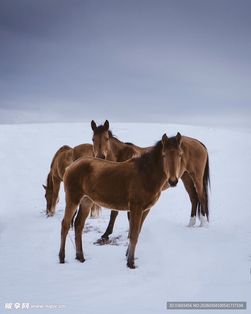 雪地中的骏马