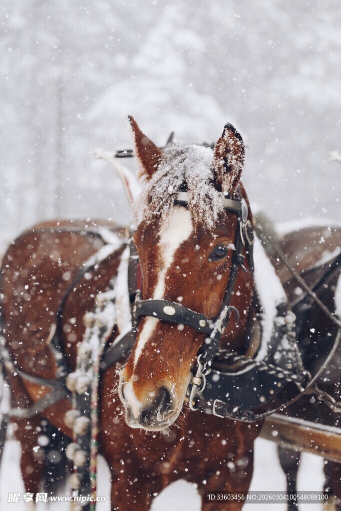 雪中骏马