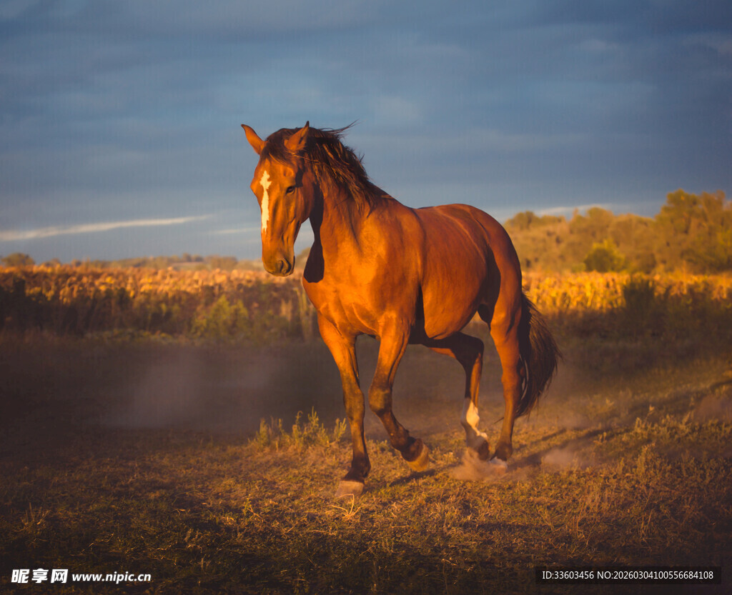 夕阳下的骏马