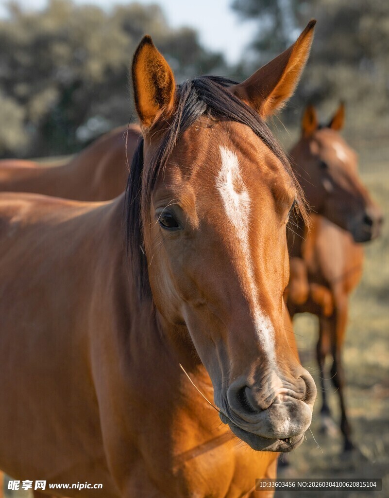 阳光下的俊朗棕马