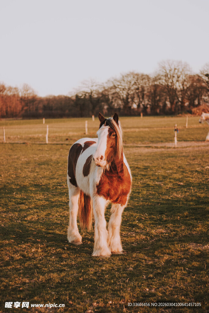 草地上的花斑骏马