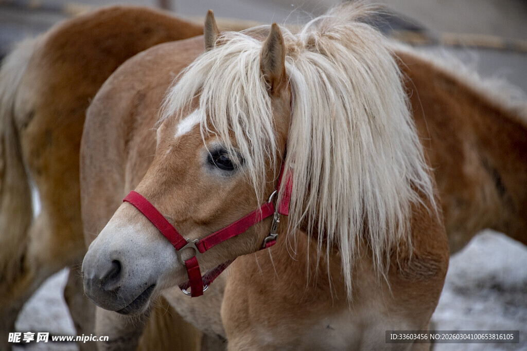 棕马配红缰绳雪地留影