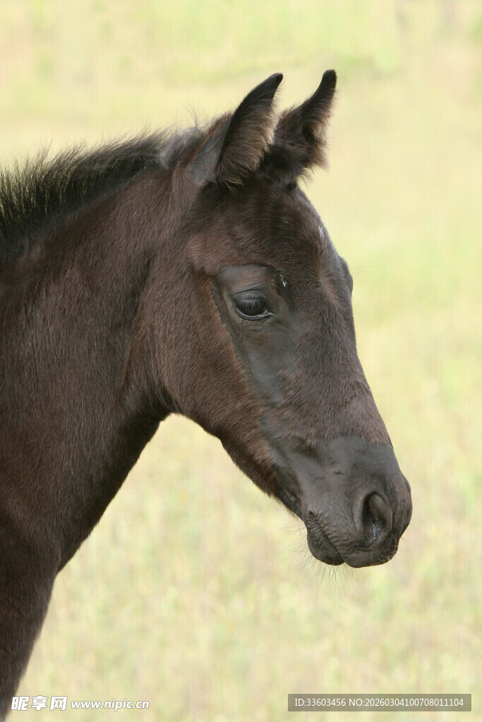黑色小马驹特写