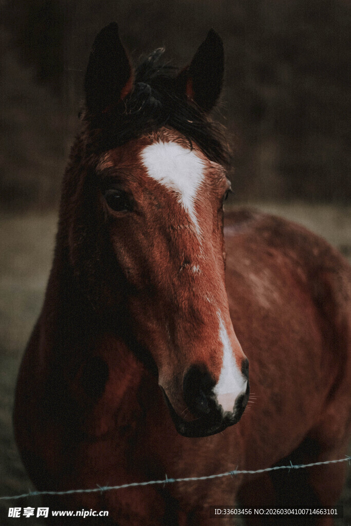 棕马特写