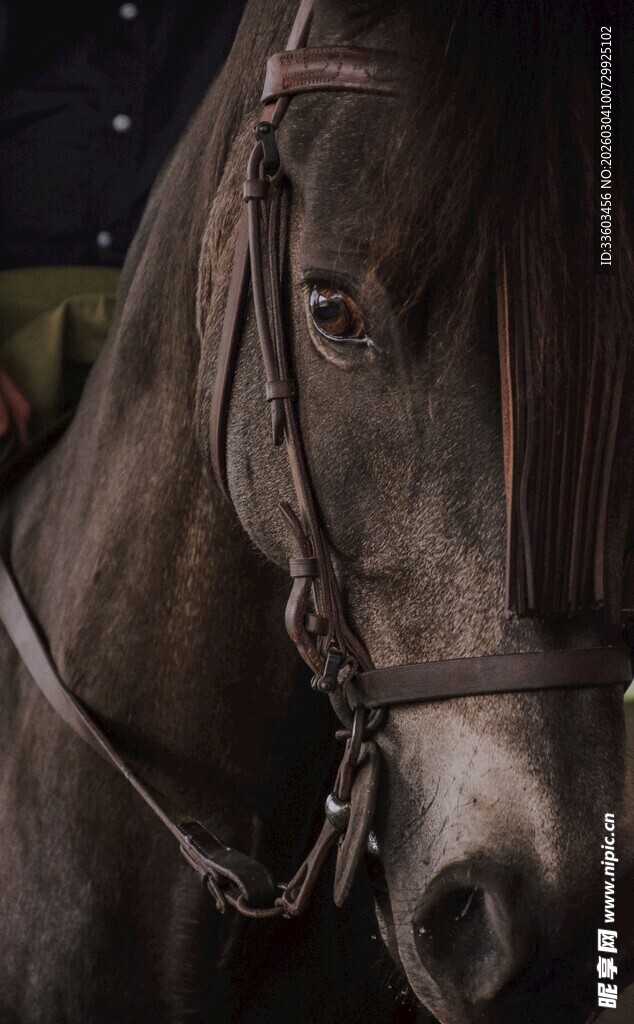 优雅骏马特写