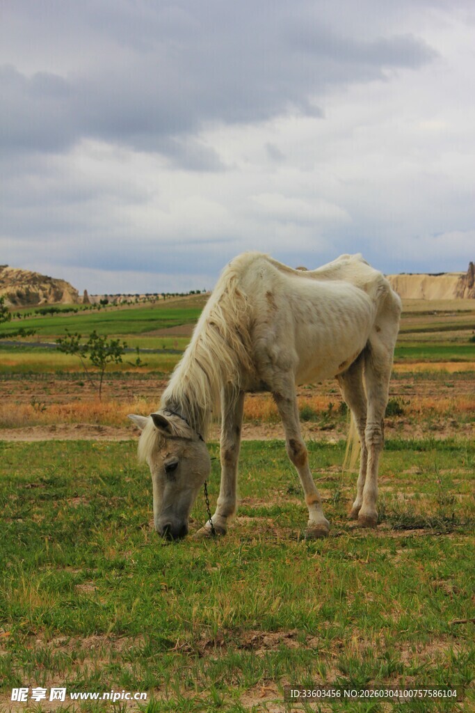 草原上独自吃草的白马