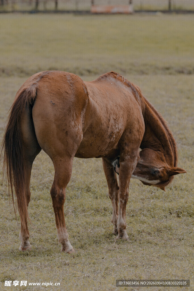 草原上低头的棕色骏马