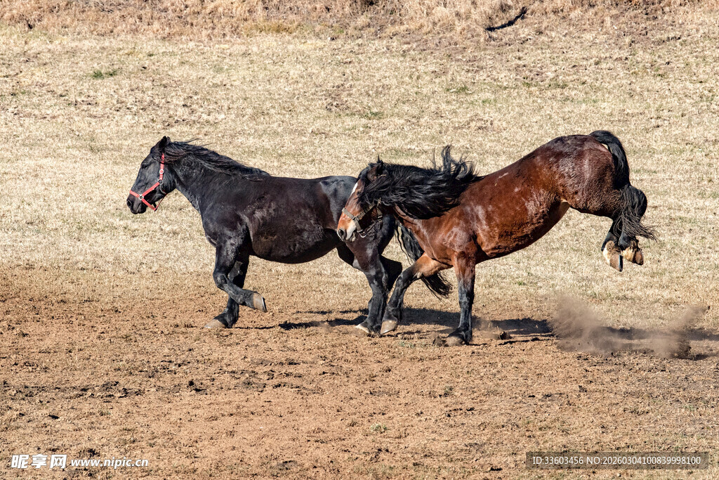 两匹马在旷野激烈争斗