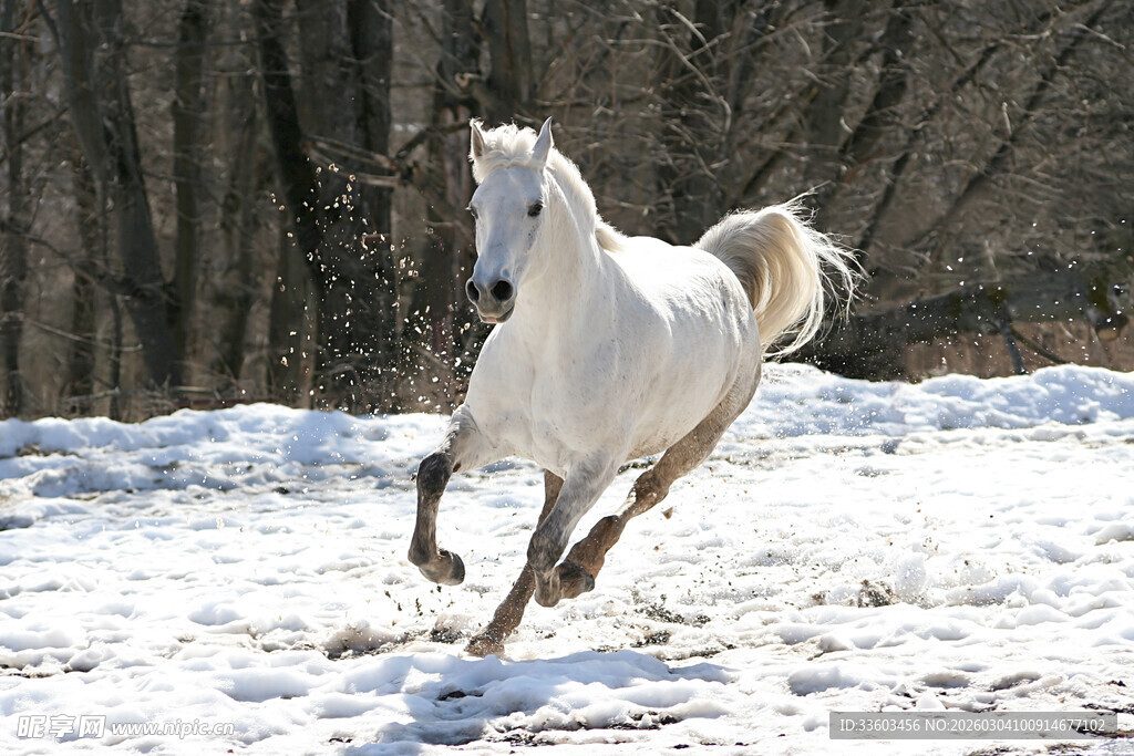 雪地中奔腾的白色骏马