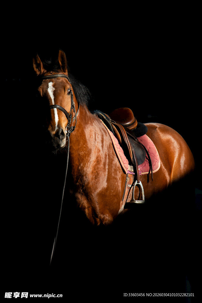 棕色骏马配鞍具展示