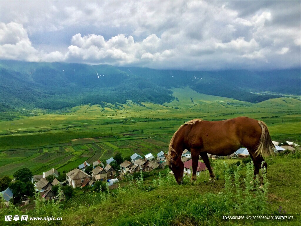 草原上骏马与羊群共牧