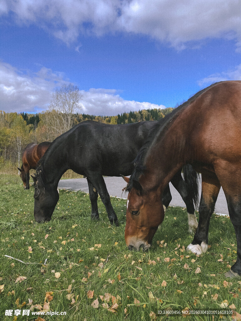 草原上悠闲吃草的马匹
