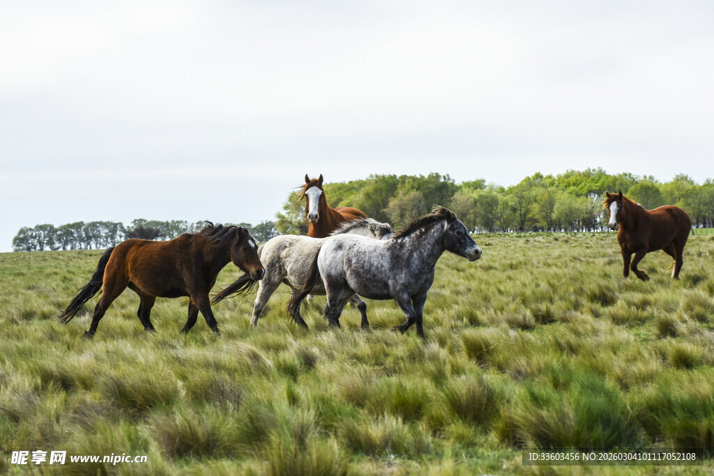 草原上奔腾的骏马
