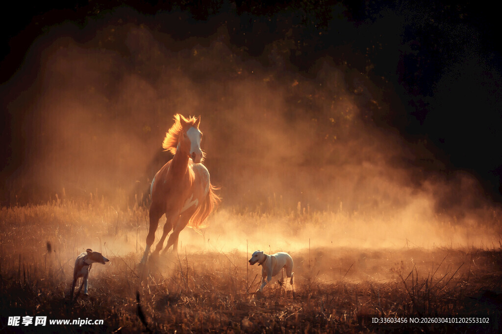 旷野中策马奔腾的壮丽景象