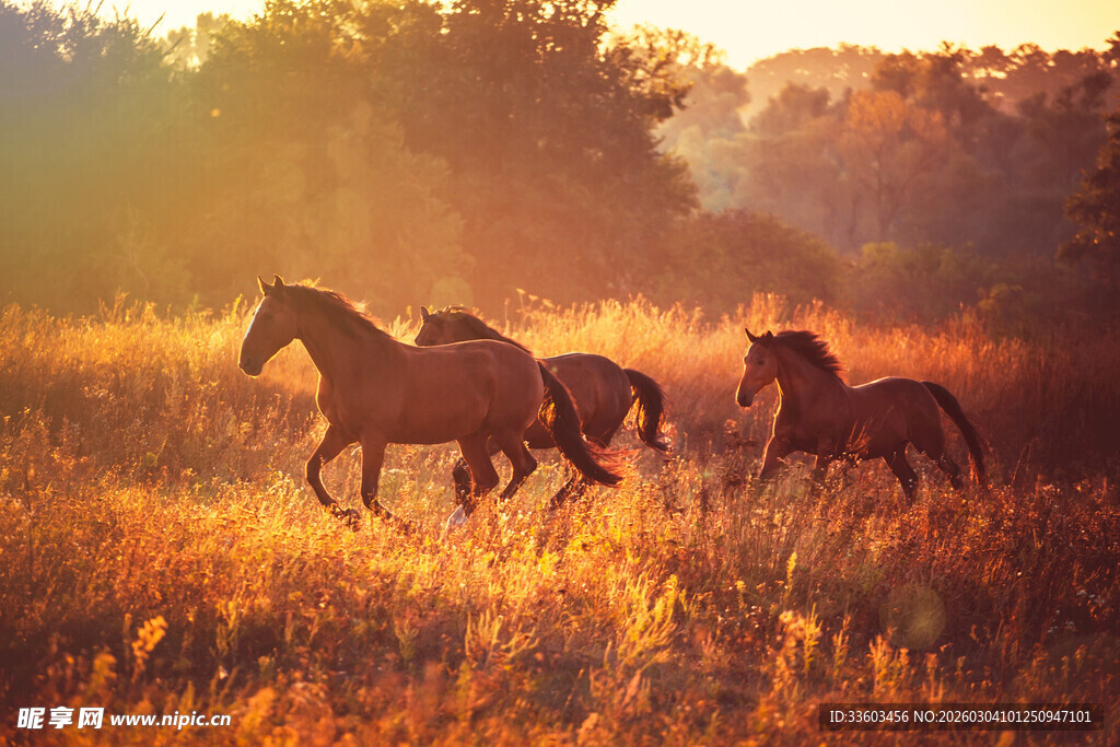 夕阳下草原上奔腾的骏马