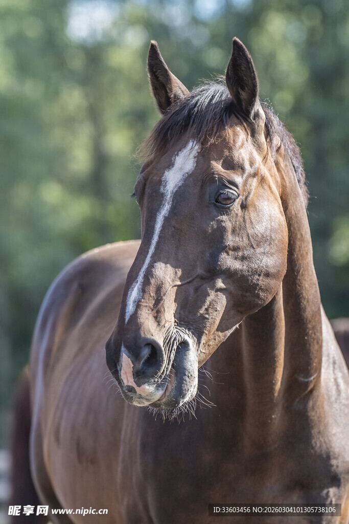棕色骏马特写