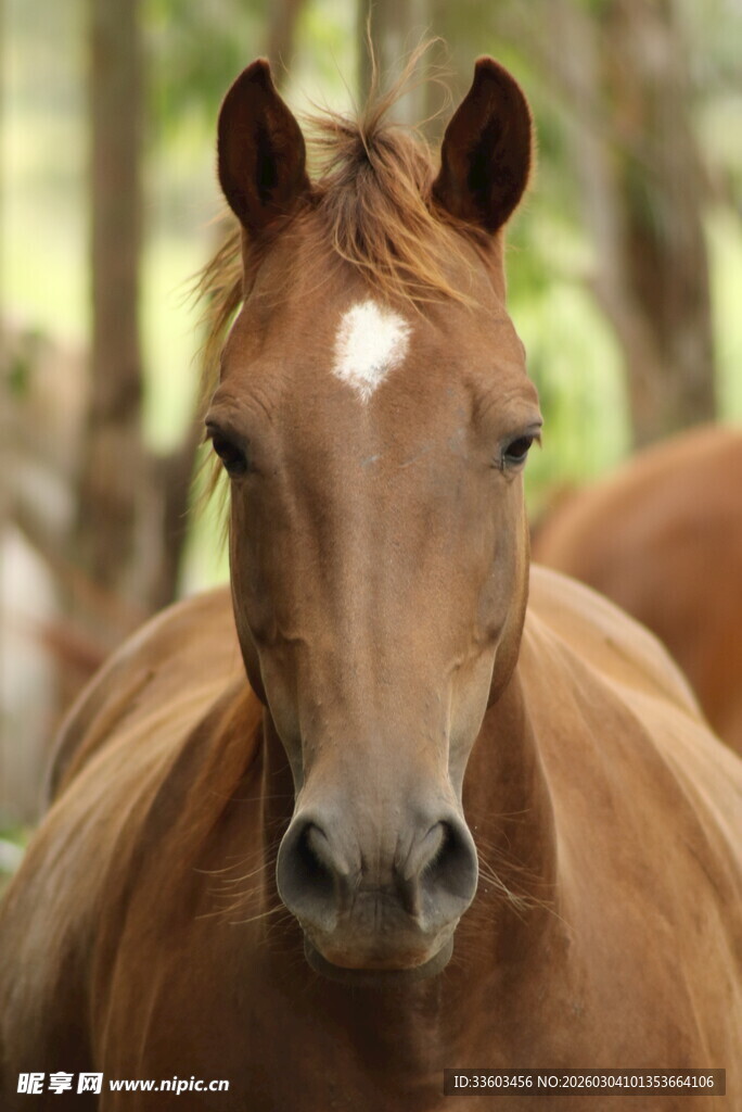 棕色骏马特写