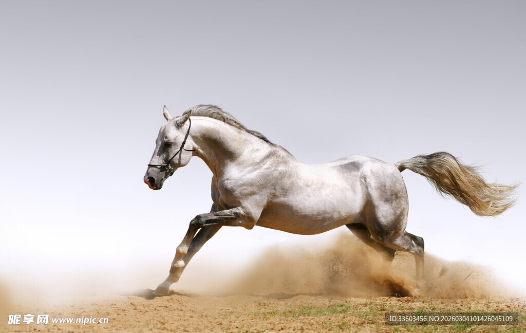 奔腾的白马