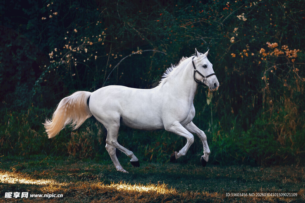奔跑的白色骏马