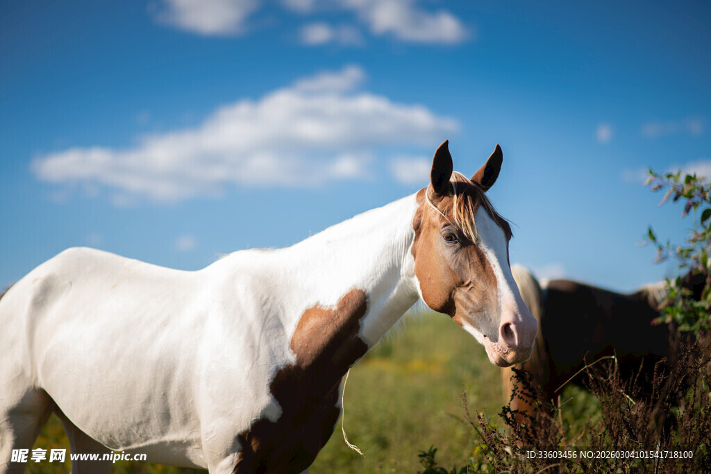草原上的俊美马匹