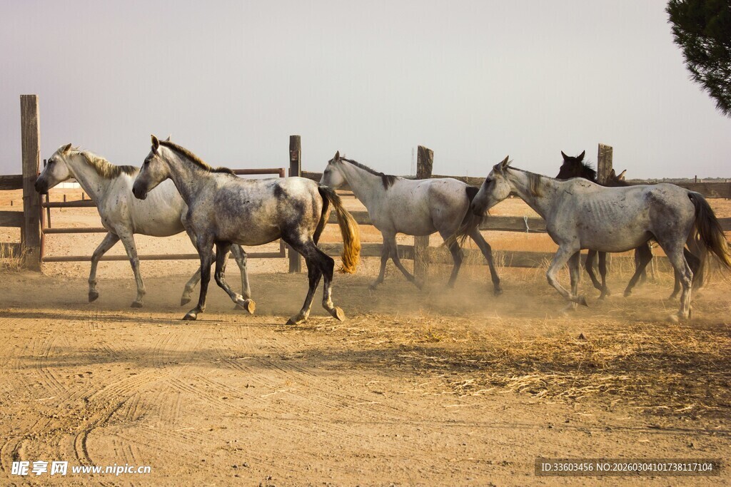 草原上奔跑的一群骏马