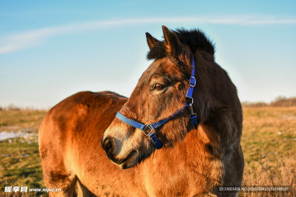 阳光下的棕色骏马