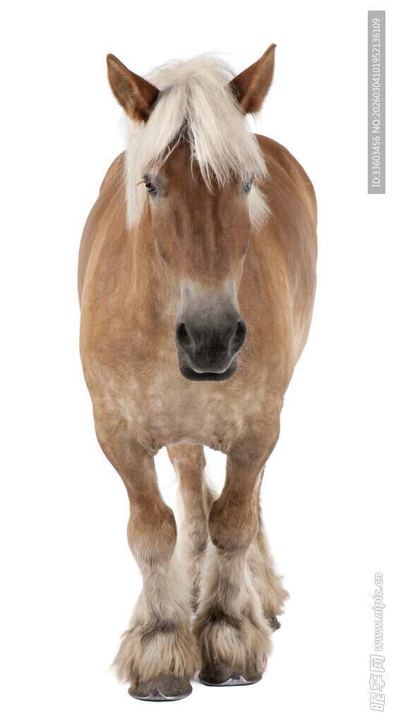 棕色长毛马正面特写