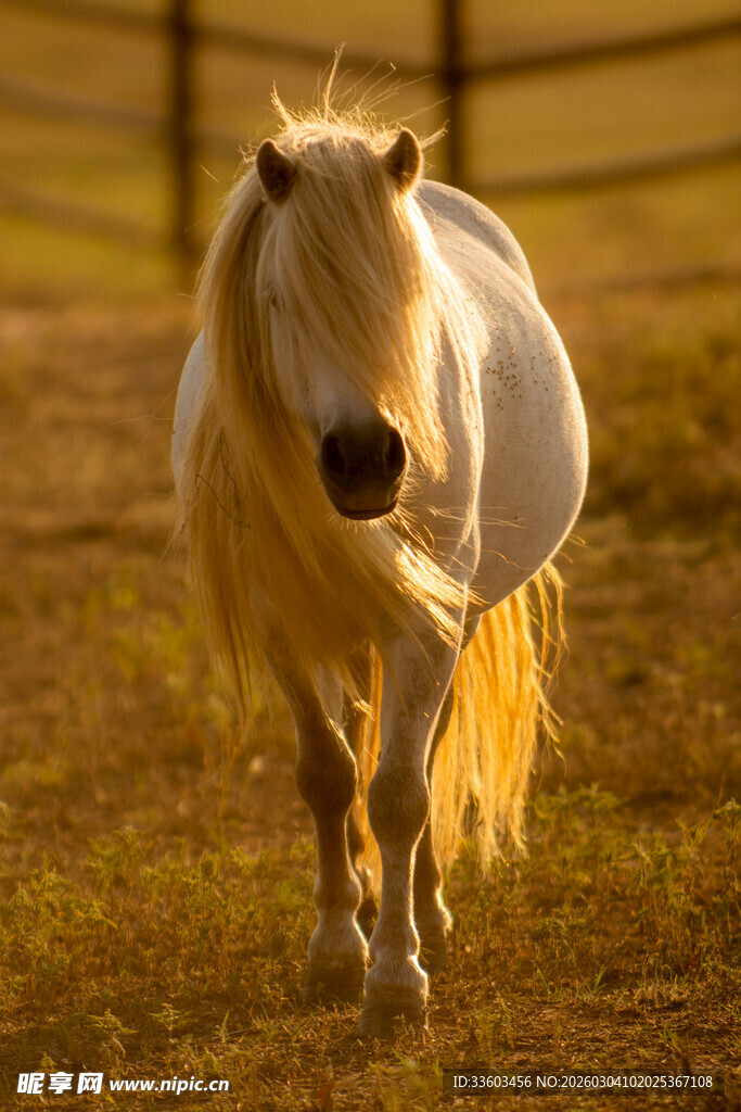 阳光下的优雅白毛骏马