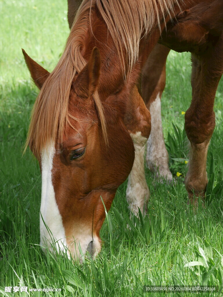 棕马低头食绿草