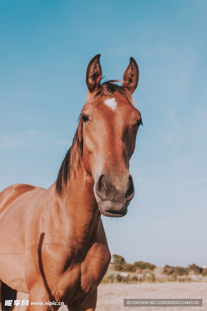 阳光下的棕色骏马