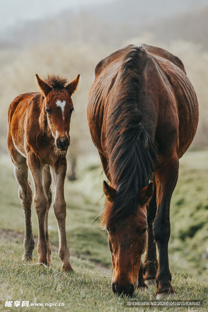 母马与小马驹在草地