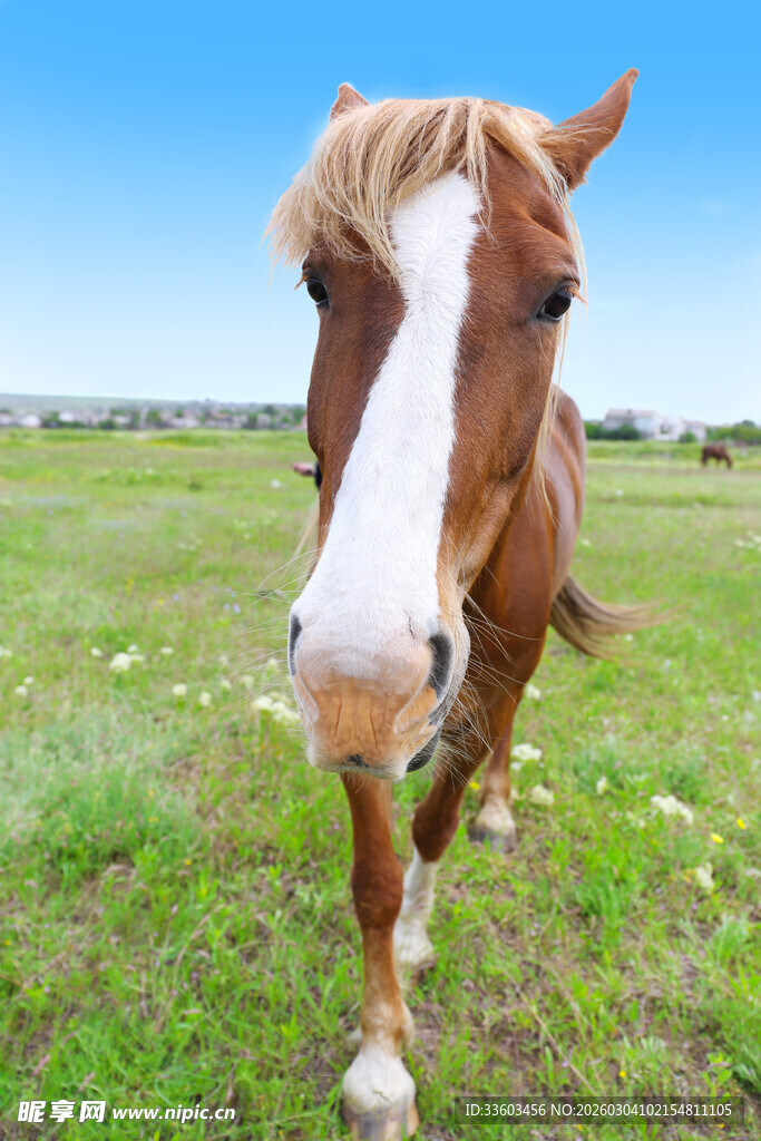 草原上的棕白相间骏马