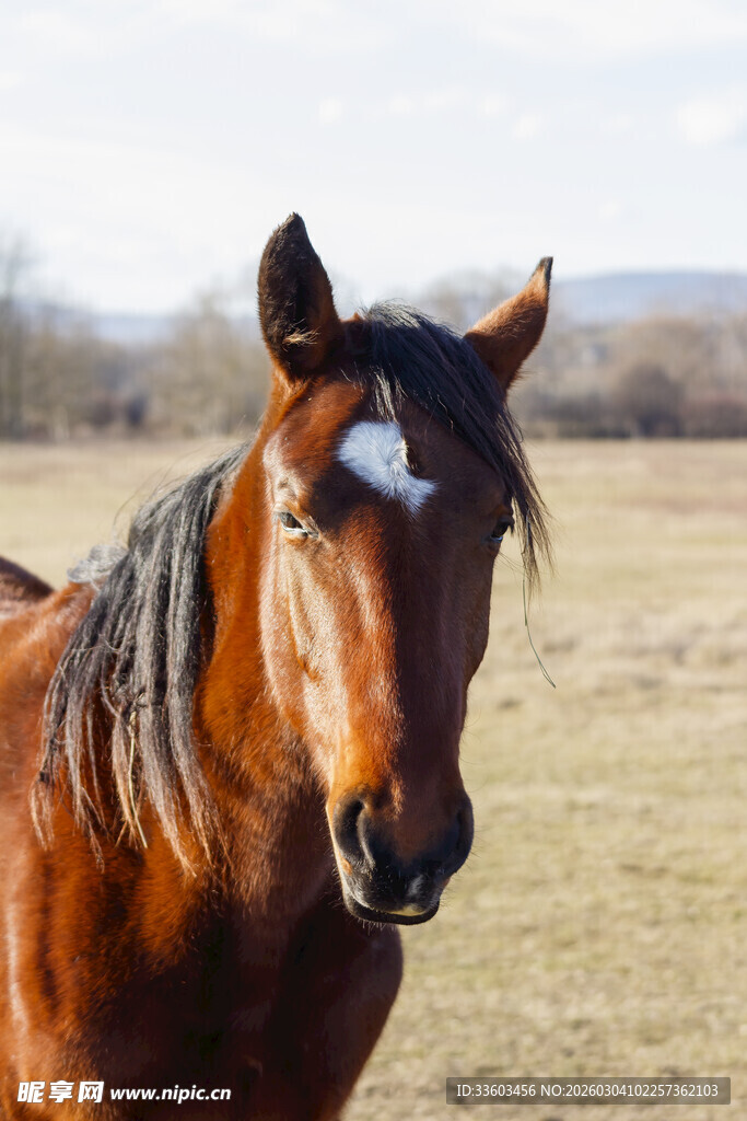 棕马特写
