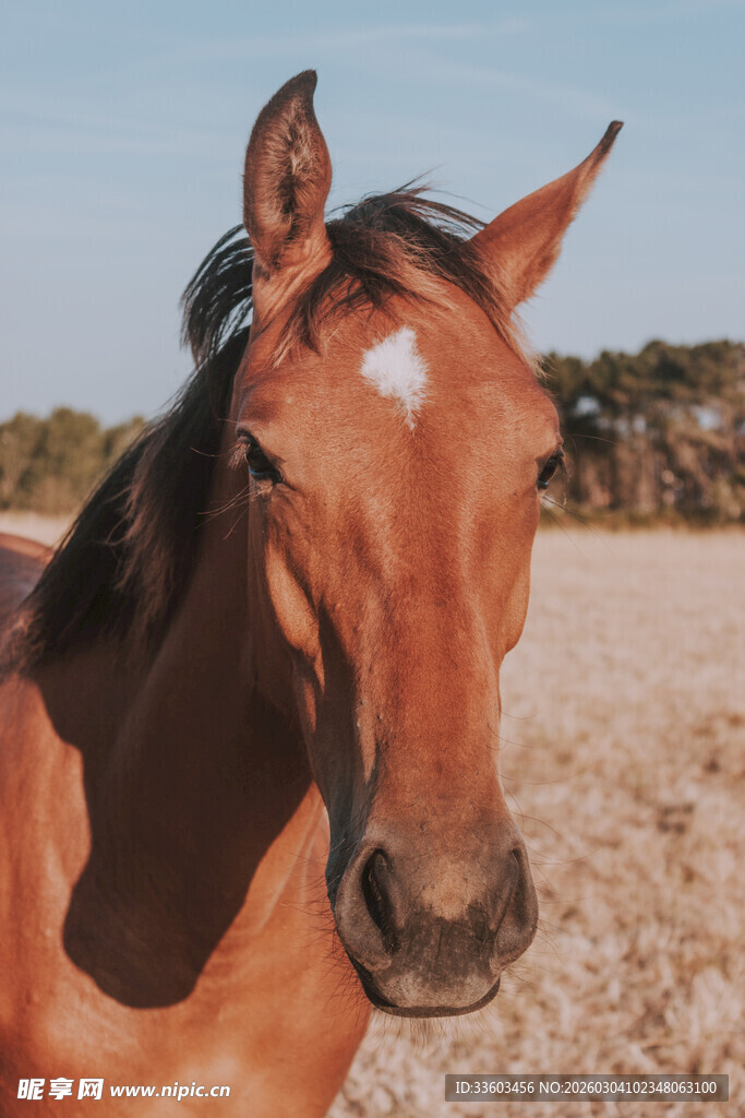 棕马特写