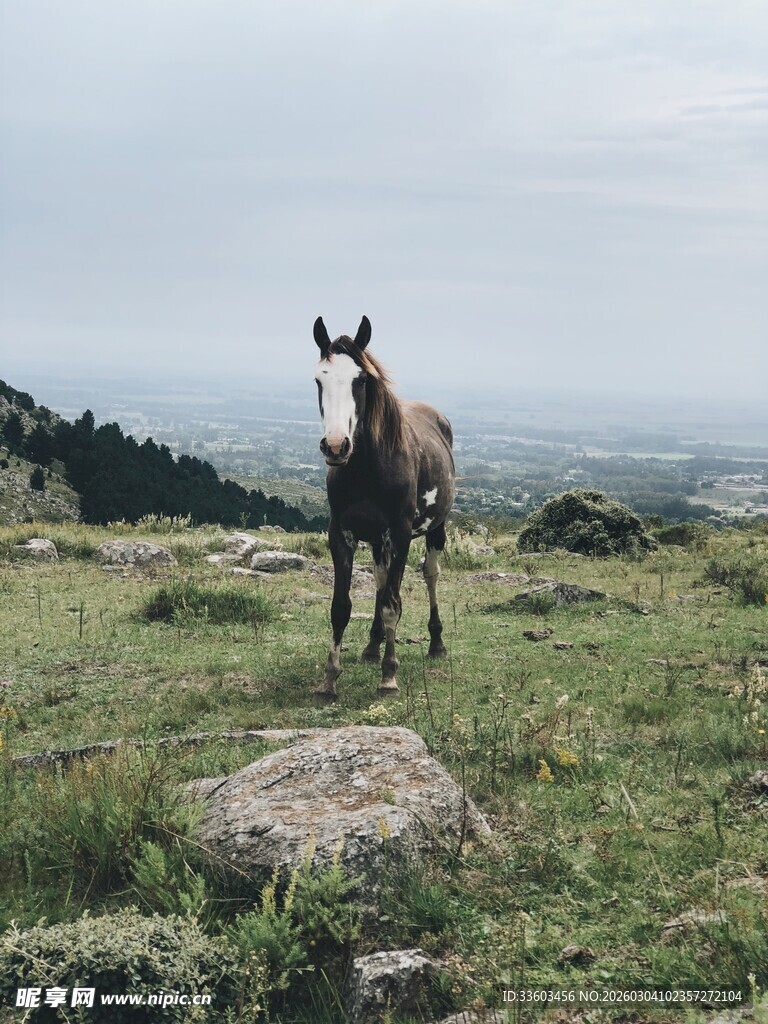 草原上独行的骏马