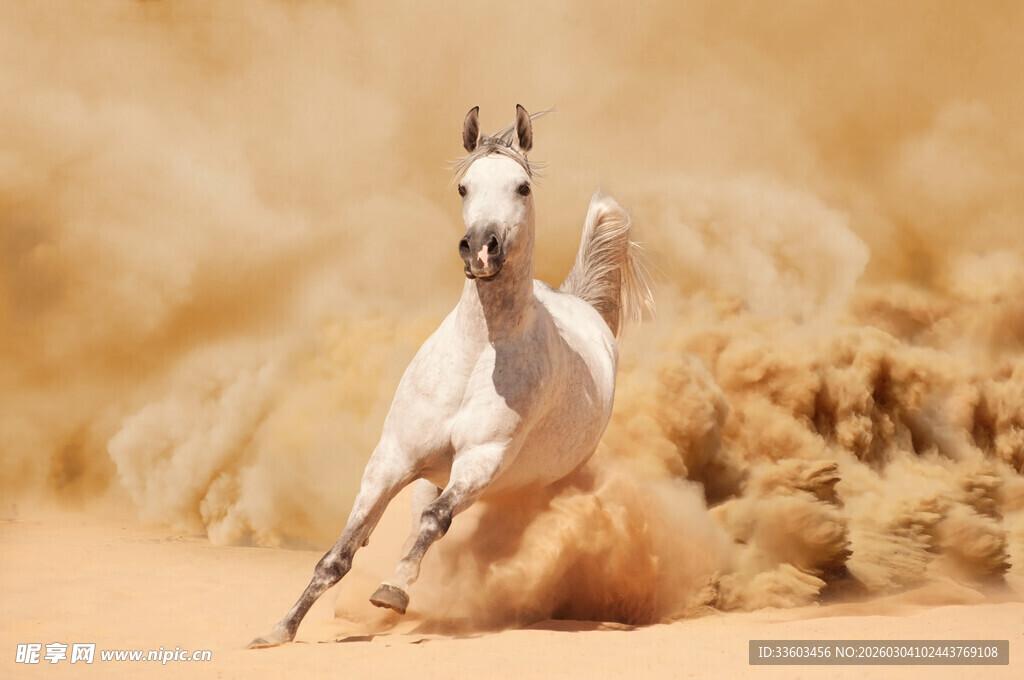 沙漠中奔腾的白色骏马