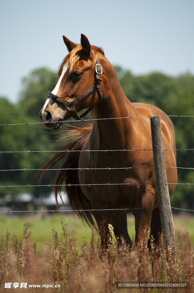 围栏边的棕色骏马