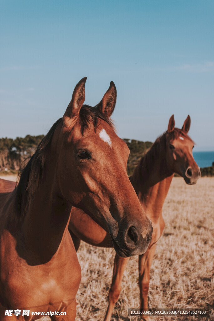沙滩上的两匹棕色骏马