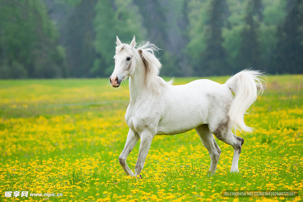 草原上奔跑的优雅白马