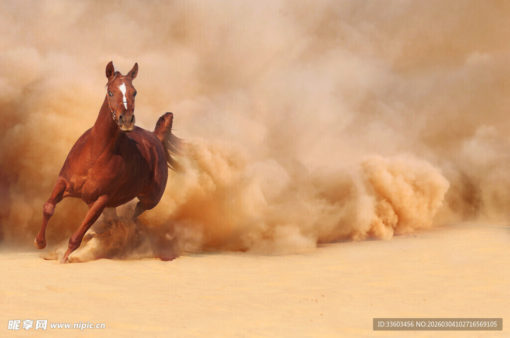沙漠中奔腾的骏马