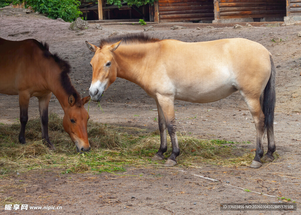 两匹马在户外进食