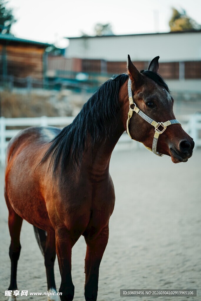 棕色骏马在户外场地