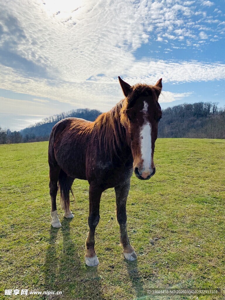 草原上的骏马