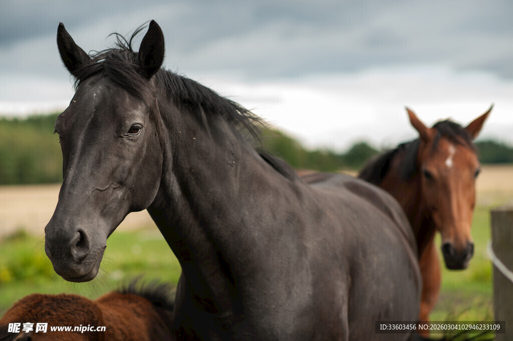 田野中的几匹骏马