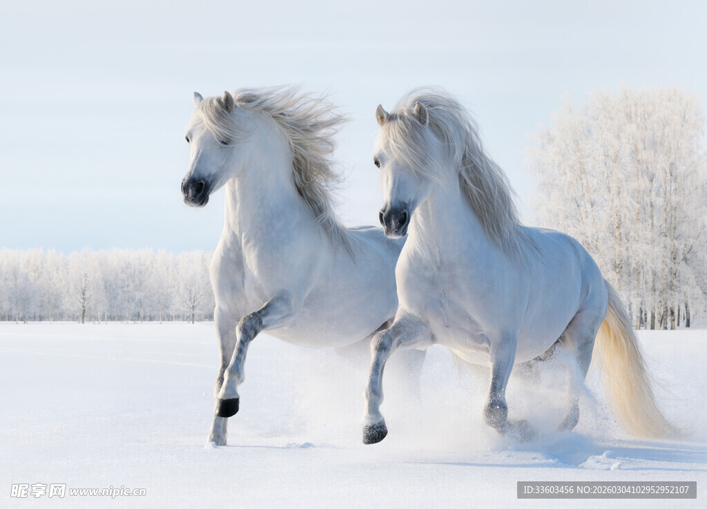 雪地中奔腾的两匹白马