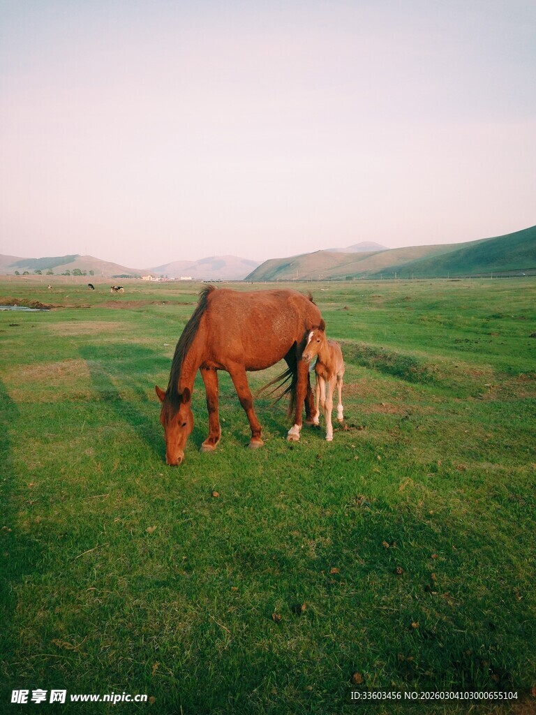 草原上的马与小孩