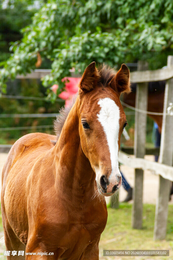 棕马在户外草地奔跑